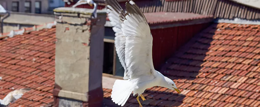 Residential Chimney Animal Removal Solution in Altoona, PA