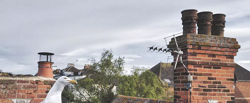 Chimney Cleaning And Restoration in Altoona, Pennsylvania